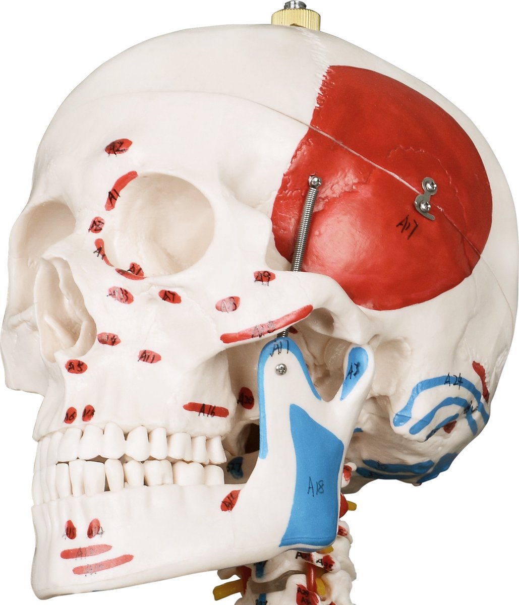 Anatomie skelet model, levensgroot met spier weergave