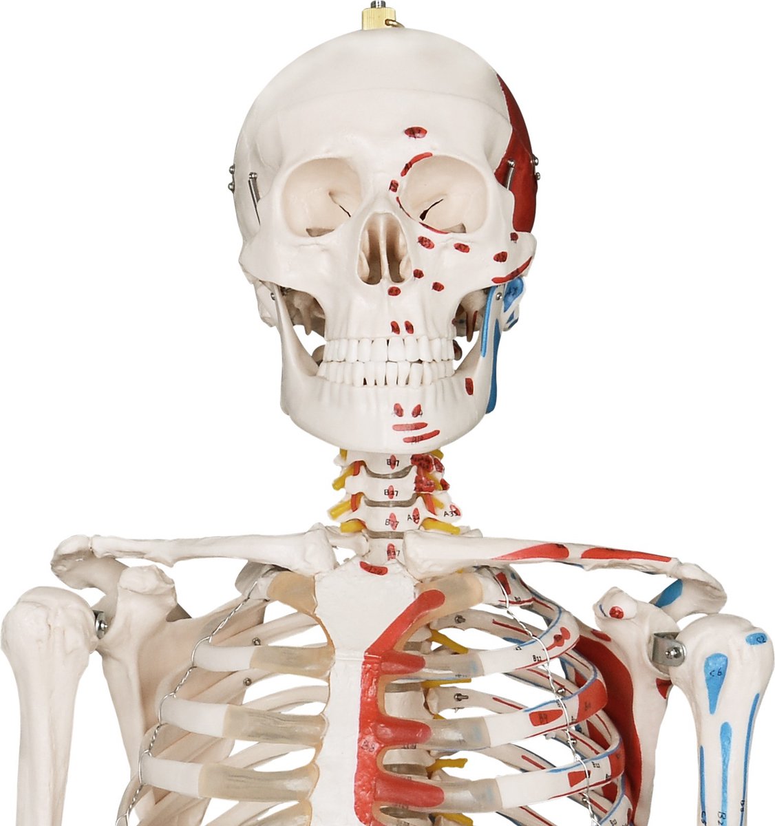 Anatomie skelet model, levensgroot met spier weergave