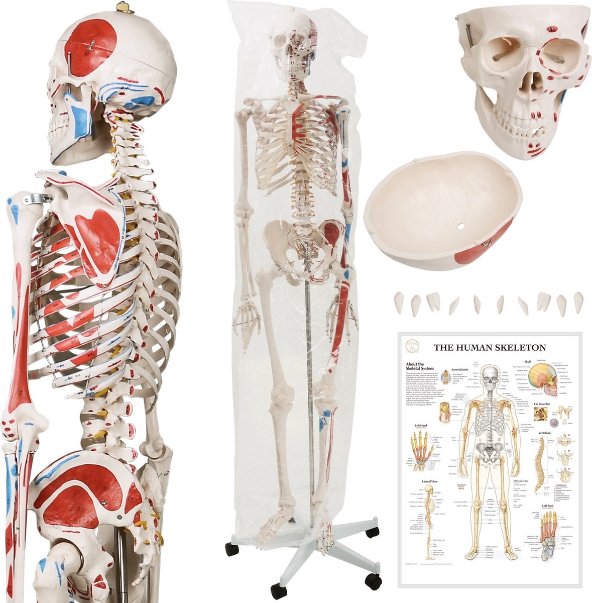 Anatomie skelet model, levensgroot met spier weergave