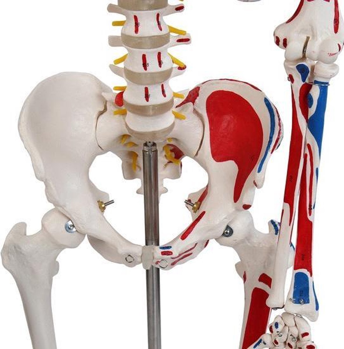 Anatomie skelet model, levensgroot met spier weergave