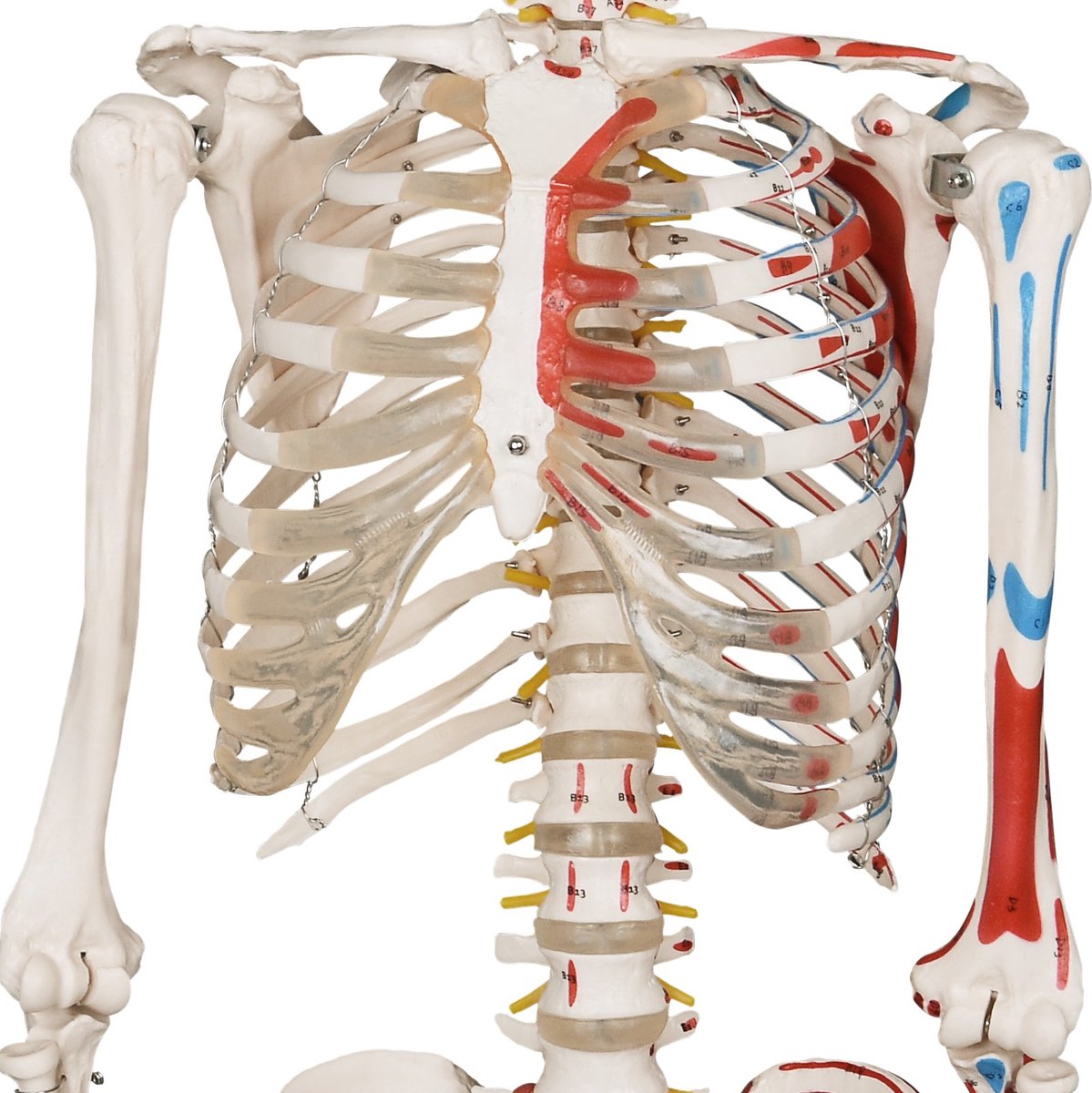 Anatomie skelet model, levensgroot met spier weergave