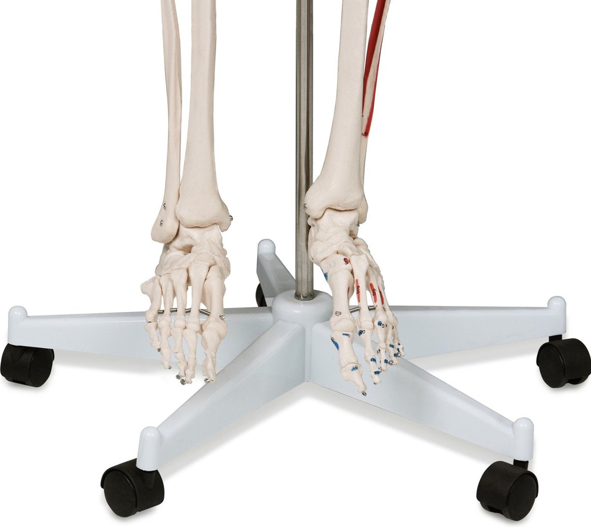Anatomie skelet model, levensgroot met spier weergave