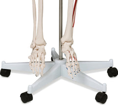 Anatomie skelet model, levensgroot met spier weergave