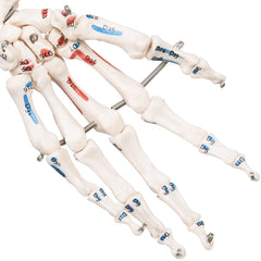 Anatomie skelet model, levensgroot met spier weergave