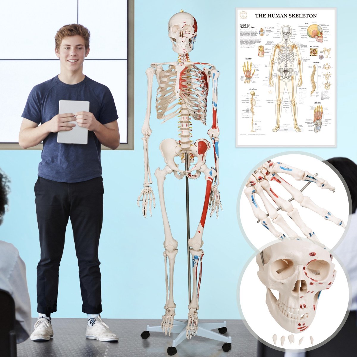Anatomie skelet model, levensgroot met spier weergave