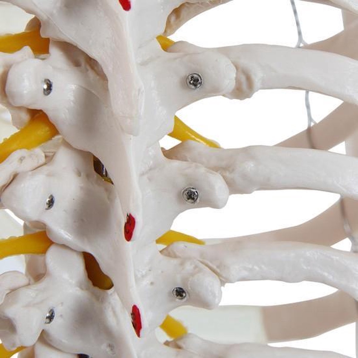 Anatomie skelet model, levensgroot met spier weergave
