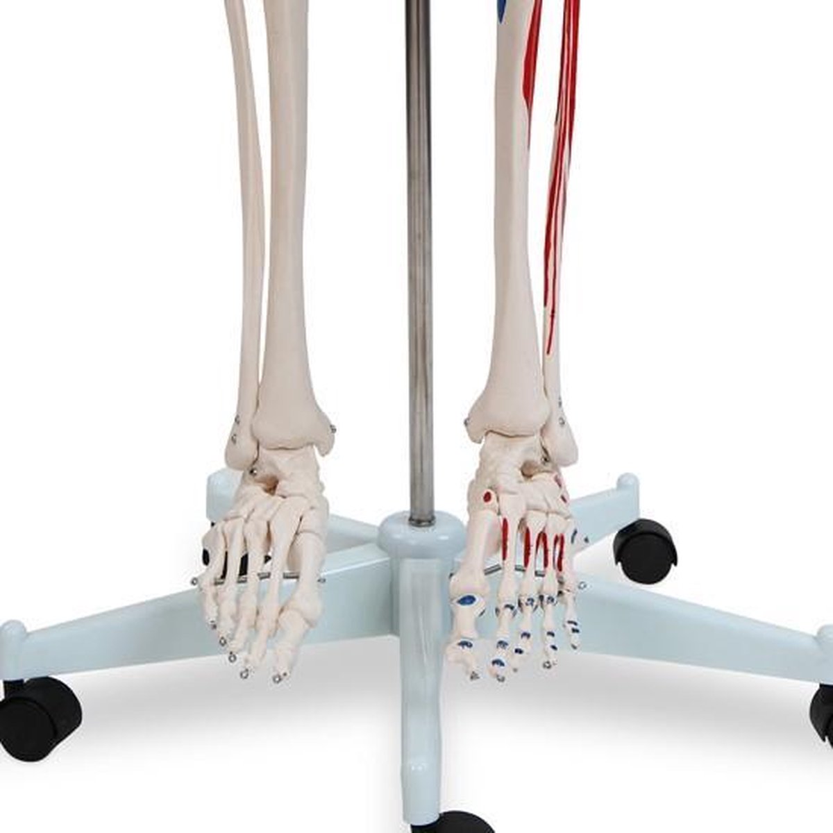 Anatomie skelet model, levensgroot met spier weergave