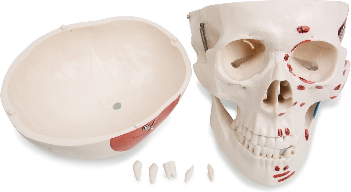 Anatomie skelet model, levensgroot met spier weergave
