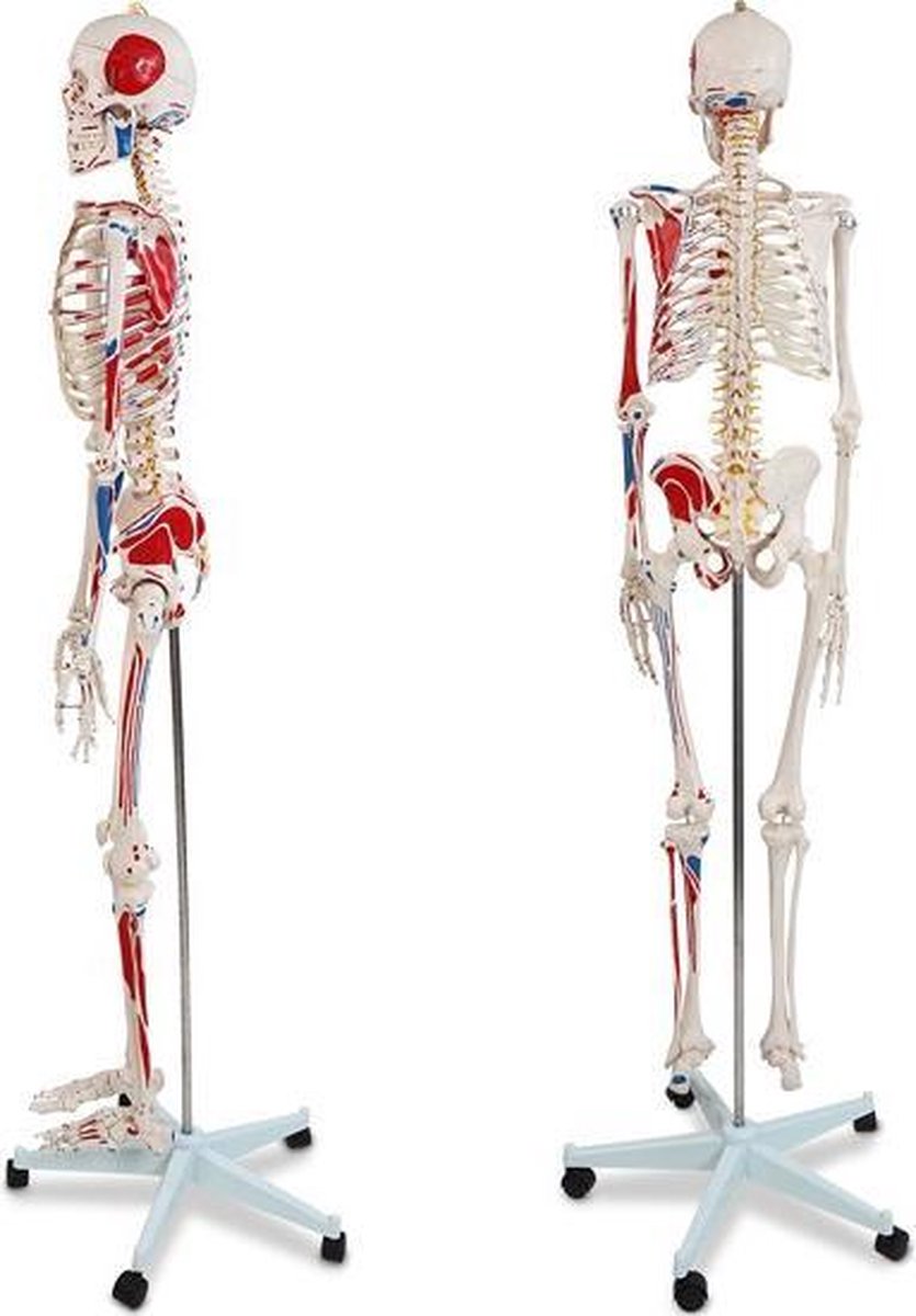 Anatomie skelet model, levensgroot met spier weergave