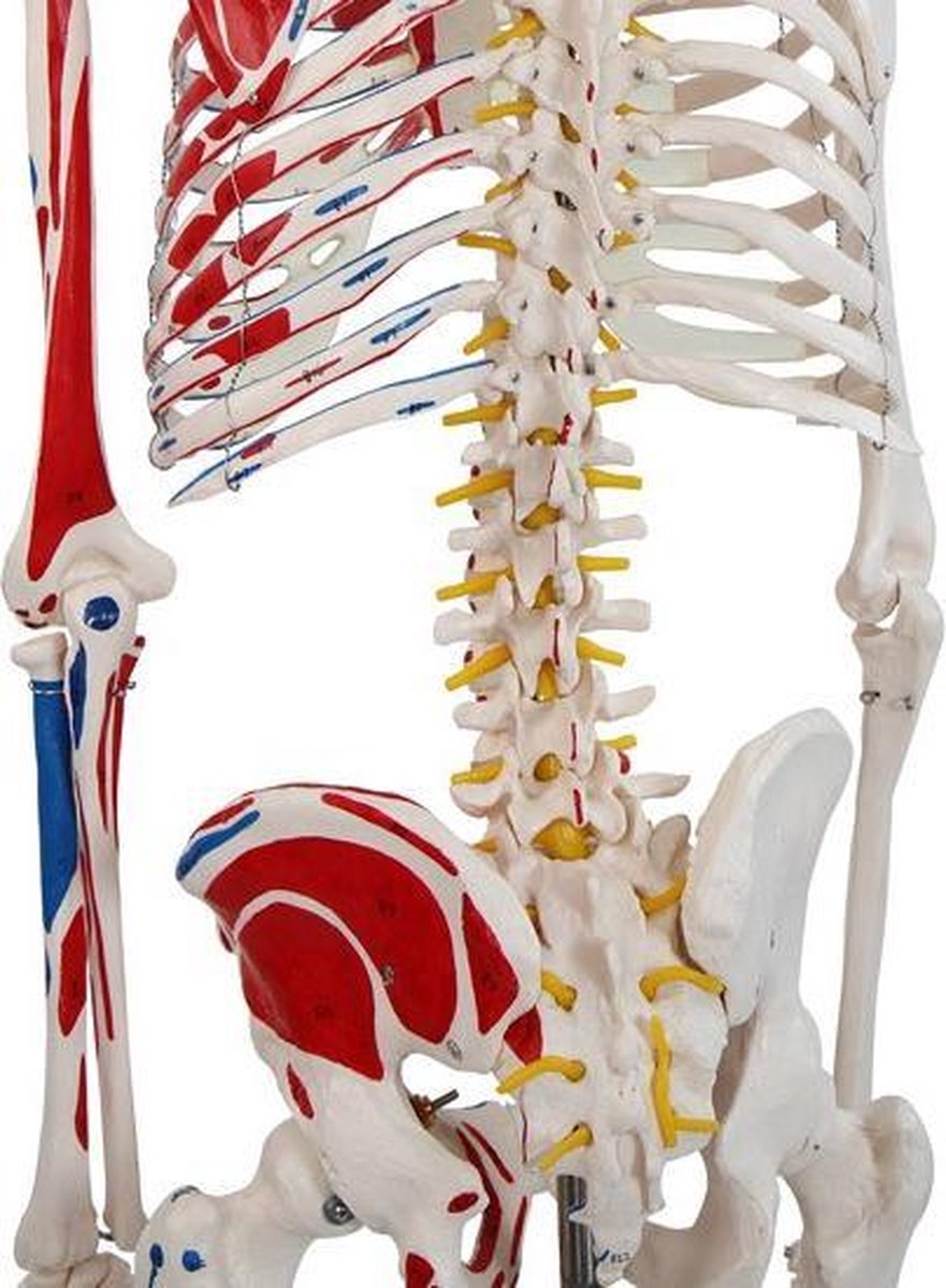 Anatomie skelet model, levensgroot met spier weergave