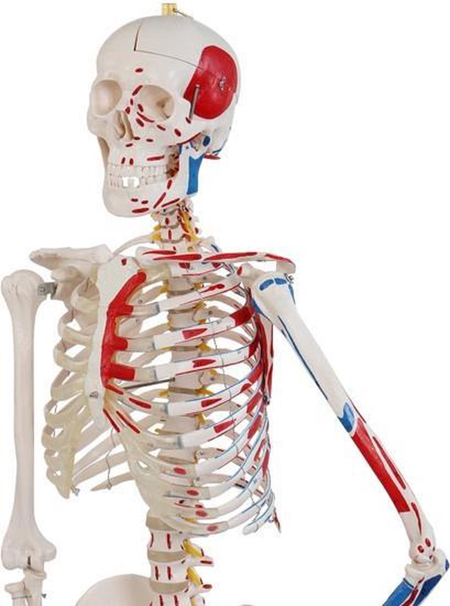 Anatomie skelet model, levensgroot met spier weergave